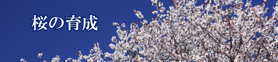 吉野山保勝会 桜の育成 桜の育て方 管理方法